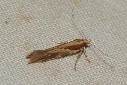 Réf. 259 044 : Pyroderces klimeschi